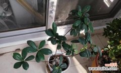 探索小榕树的内涵与象征 小榕树的寓意与象征