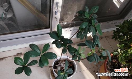 探索小榕树的内涵与象征 小榕树的寓意与象征