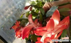 探寻蟹爪兰花语的深意 蟹爪兰的花语