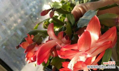 探寻蟹爪兰花语的深意 蟹爪兰的花语