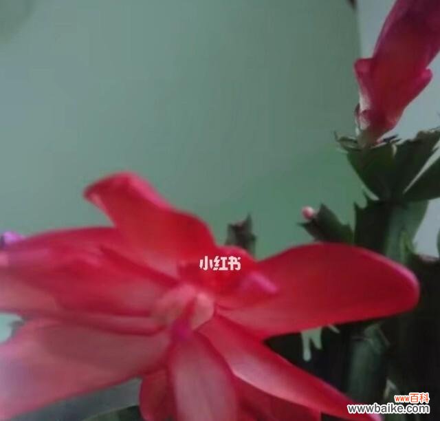 探寻蟹爪兰花语的深意 蟹爪兰的花语