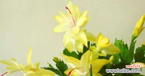 探寻蟹爪兰花语的深意 蟹爪兰的花语