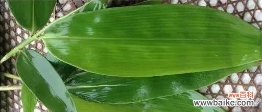 探索箬叶的多样性与应用领域 箬叶的意义与用途