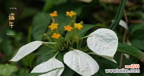 探索箬叶的多样性与应用领域 箬叶的意义与用途