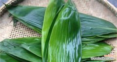 探索箬叶的多样性与应用领域 箬叶的意义与用途