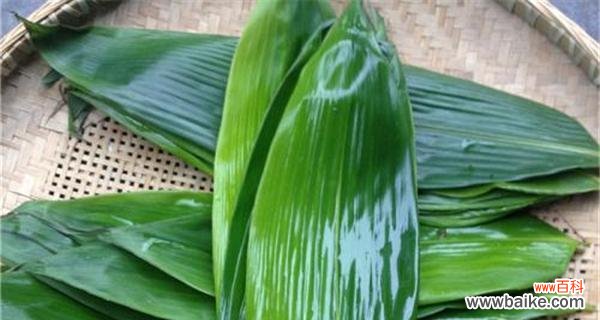 探索箬叶的多样性与应用领域 箬叶的意义与用途