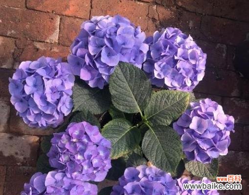 花语之王绣球的隐含意义及象征意象 绣球的寓意和象征——花开富贵、爱情美满