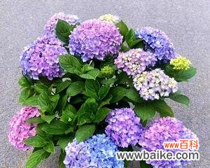 花语之王绣球的隐含意义及象征意象 绣球的寓意和象征——花开富贵、爱情美满