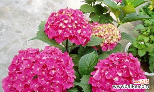 花语之王绣球的隐含意义及象征意象 绣球的寓意和象征——花开富贵、爱情美满