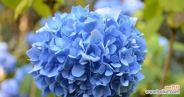 探究绣球花的深层含义及其象征意义 绣球花的花语