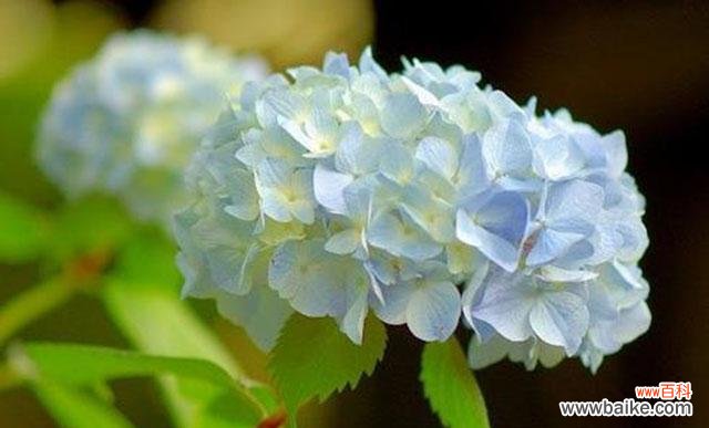 探究绣球花的深层含义及其象征意义 绣球花的花语