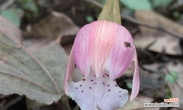 力量之花——努力奋斗 坚强独立，代表独立自强的花