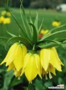 力量之花——努力奋斗 坚强独立，代表独立自强的花