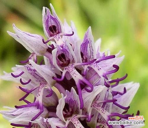 力量之花——努力奋斗 坚强独立，代表独立自强的花