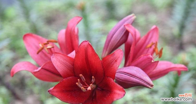 花开如梦 粉色百合花语