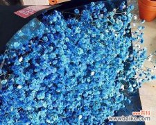 蓝色满天星的花语及其意义 蓝色满天星花语