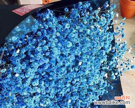 蓝色满天星的花语及其意义 蓝色满天星花语