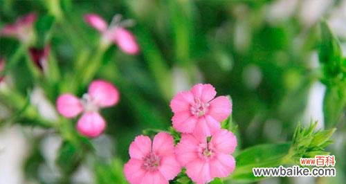 花开相思处 相思的花,承载思念之情