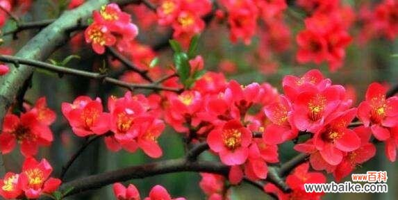 花开相思处 相思的花,承载思念之情