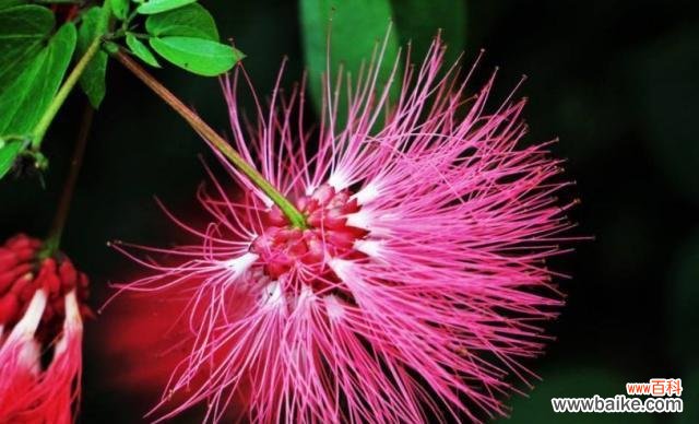 花开相思处 相思的花,承载思念之情