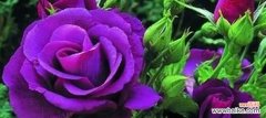 探寻紫色玫瑰的浪漫与神秘 紫色玫瑰的花语与寓意
