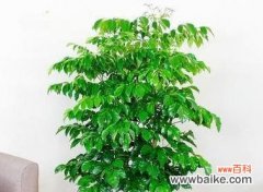 用盆栽为家增添好运气 吉祥室内盆栽之美