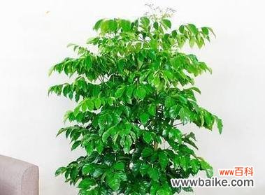 用盆栽为家增添好运气 吉祥室内盆栽之美