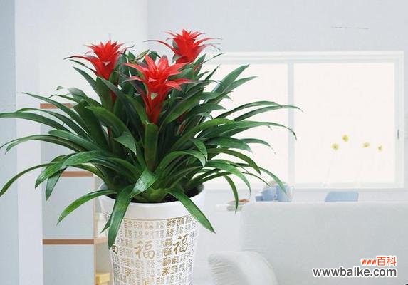 用盆栽为家增添好运气 吉祥室内盆栽之美