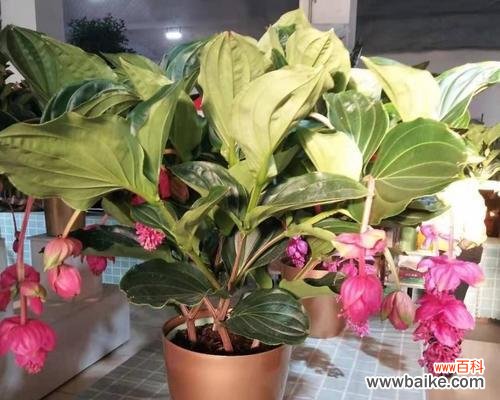 揭秘宝莲灯花的神奇力量 宝莲灯花的风水寓意与摆放位置