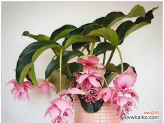 揭秘宝莲灯花的神奇力量 宝莲灯花的风水寓意与摆放位置