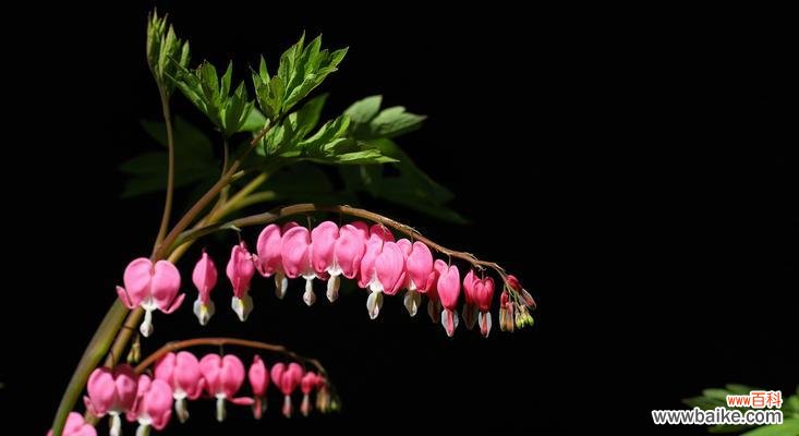 白蔓荷包牡丹 白蔓荷包牡丹的花语与象征意义