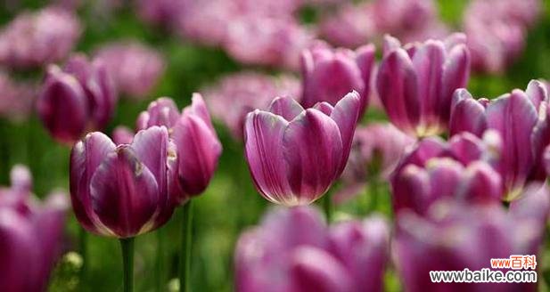 绽放爱的微笑 粉色郁金香花语