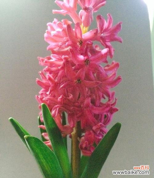 红色风信子花语的寓意及其美丽的故事 红色风信子花语