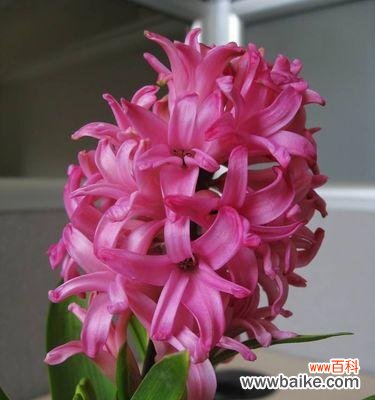 红色风信子花语的寓意及其美丽的故事 红色风信子花语