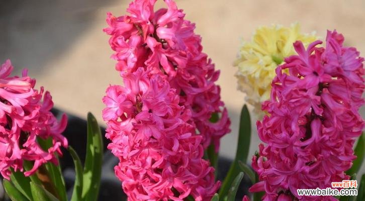 红色风信子花语的寓意及其美丽的故事 红色风信子花语