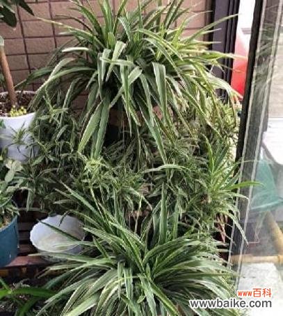 用阳光和希望 银边吊兰的花语