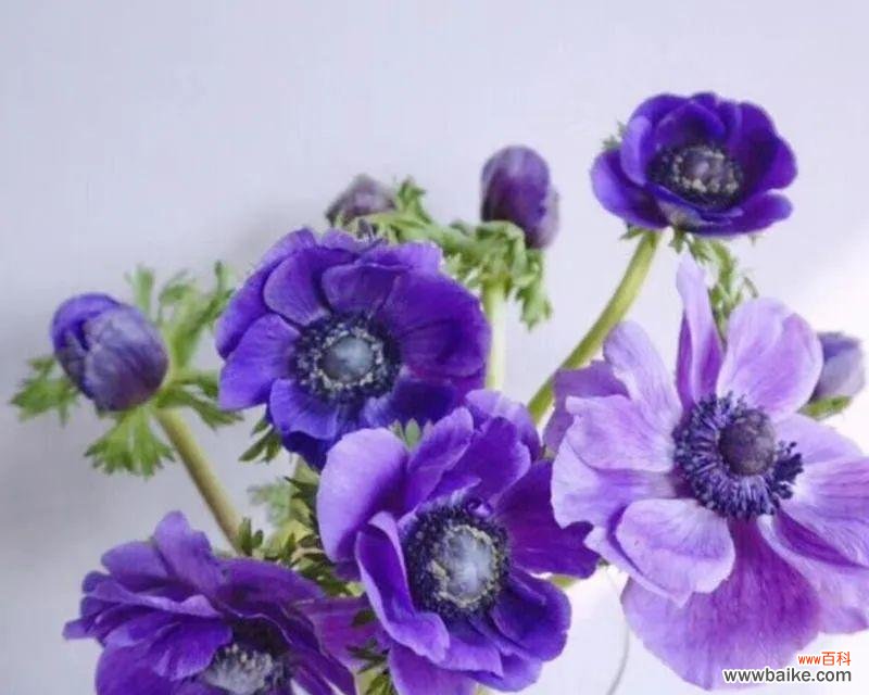 解读银莲花的象征意义 银莲花的花语是什么