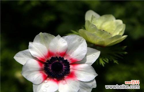 解读银莲花的象征意义 银莲花的花语是什么