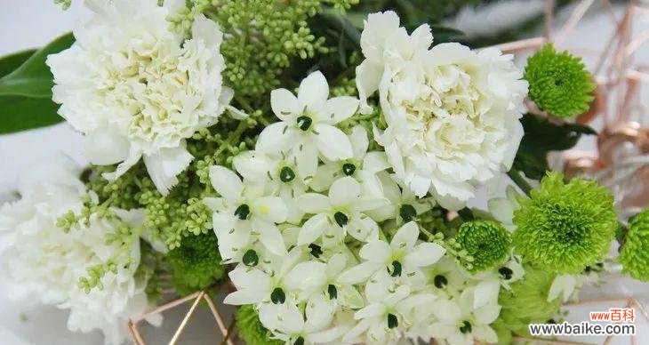 探寻银叶菊花背后的情感寓意 银叶菊的花语及其象征意义