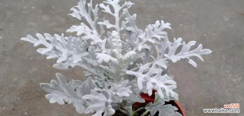 探寻银叶菊花背后的情感寓意 银叶菊的花语及其象征意义