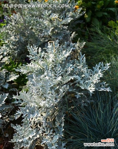 探寻银叶菊花背后的情感寓意 银叶菊的花语及其象征意义