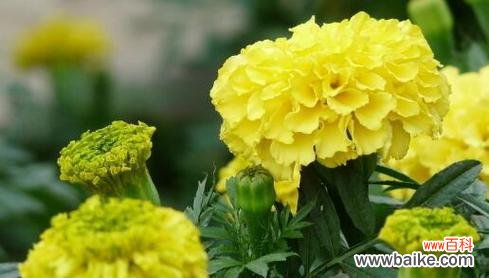 揭秘万寿菊花语的深层内涵和文化背景 万寿菊花语的意义与传承