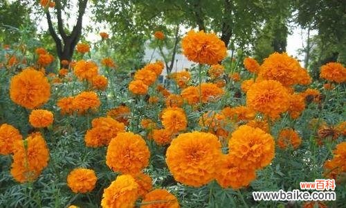 揭秘万寿菊花语的深层内涵和文化背景 万寿菊花语的意义与传承