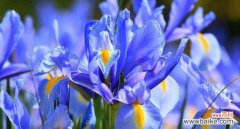 以绿菟葵的花语为主题 绿菟葵花语解读