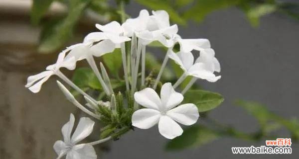 以绿菟葵的花语为主题 绿菟葵花语解读