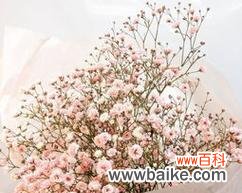 满天星花语和寓意的解读 满天星花语及寓意