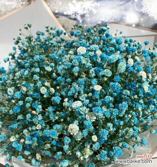 满天星花语和寓意的解读 满天星花语及寓意