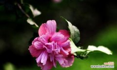 百合花语与优雅的传承 以百合花为主题的优雅之美