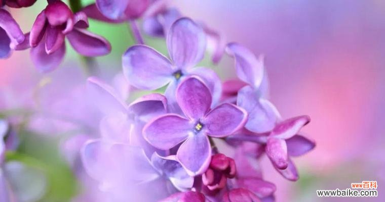 百合花语与优雅的传承 以百合花为主题的优雅之美