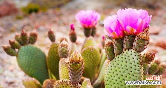 探索仙人掌植物的奥秘 仙人掌的寓意与启示